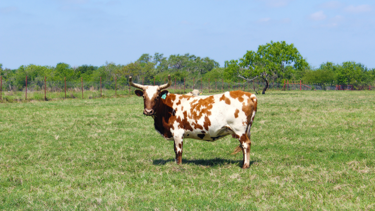 Personal injury attorney serving Lamesa, Texas